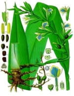 cardamome phytothérapie