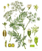 cumin des prés