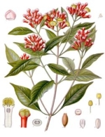 clous de girofle phytothérapie