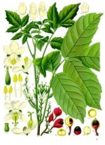 garana phytothérapie