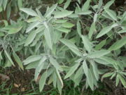 sauge phytothérapie