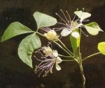 varuna phytothérapie